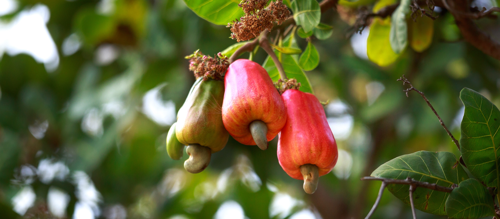 Product_banner02_Cashew